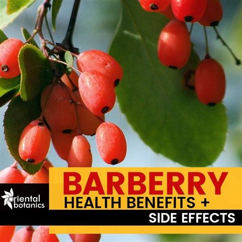 burberry fruity|barberry benefits and side effects.